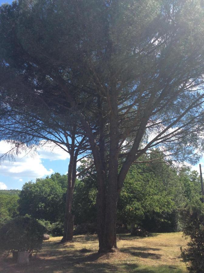 Le Jardin Du Moustoulac Chambres D'Hotes Cahors Eksteriør billede